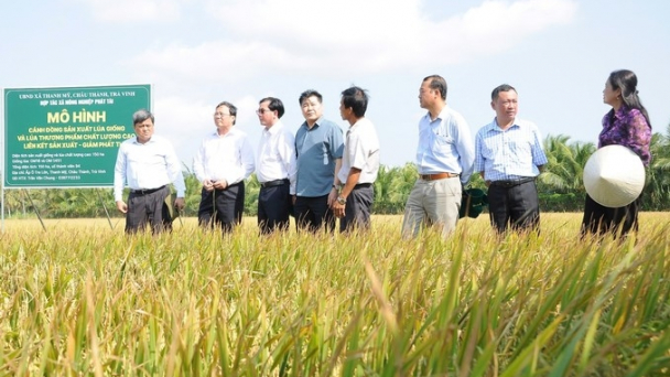 1 million ha of high-quality rice: Tra Vinh leads the reduction of greenhouse gas emissions